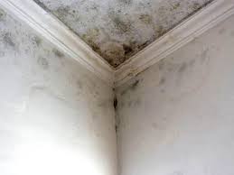 Best Basement Mold Removal  in Garden City, KS